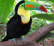 Toucan